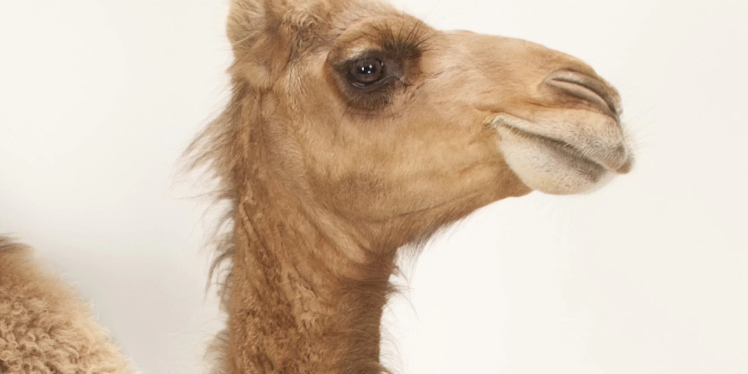 لماذا طلبت المرأة من الرجل أن يقتل الناقه