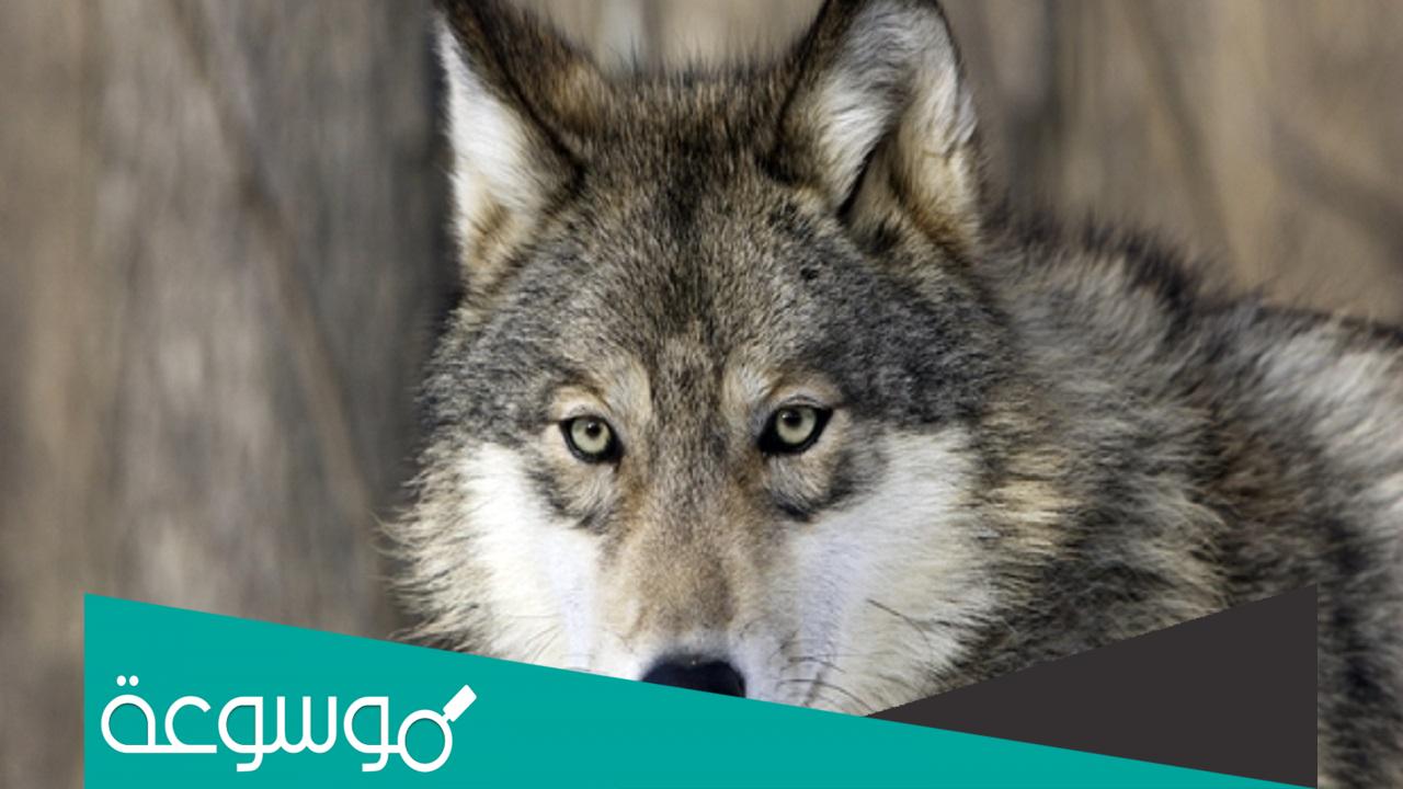 ما هو لقب الذئب