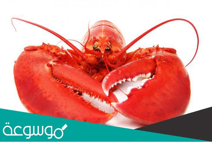 كم عدد ارجل جراد البحر