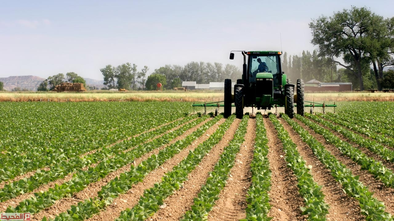 أهم المحاصيل الزراعية في المملكة العربية السعودية