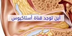 أين توجد قناة استاكيوس في الجسم