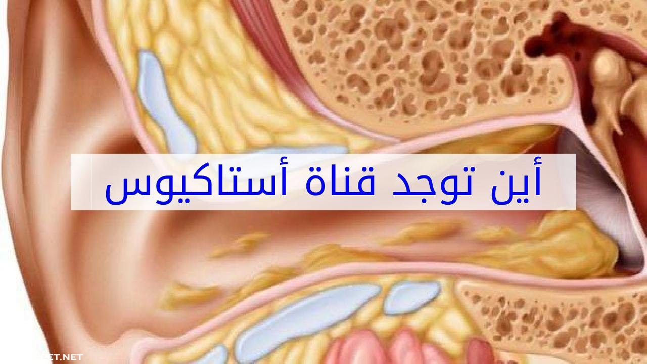 أين توجد قناة استاكيوس في الجسم