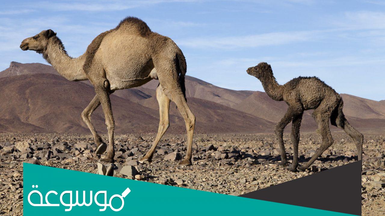 ابن الجمل ماذا يسمى