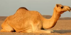 الحيوان الذي يتحمل العطش أكثر من الجمل في الصحراء