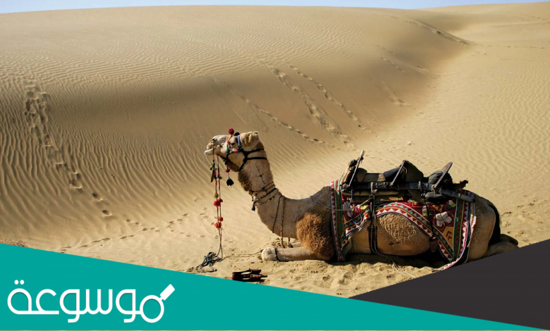 الدبيخي من وين