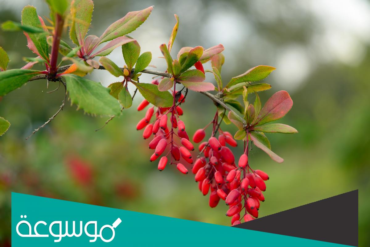 الزرشك وأهم الفوائد الصحية