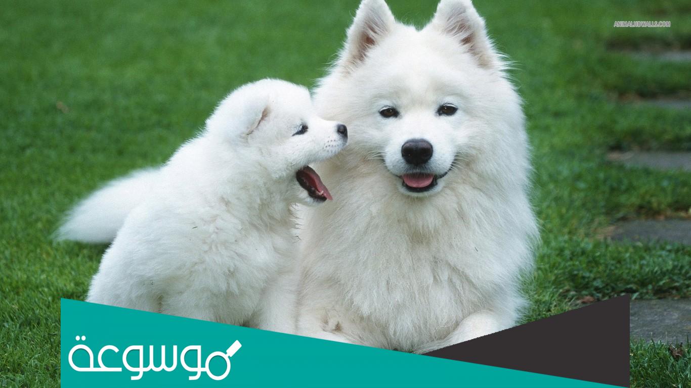 اين توجد بصمة الكلب