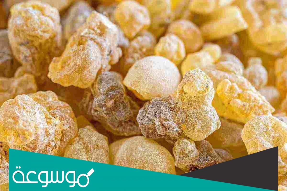 تجربتي مع لبان الذكر للوجه ومدى فعاليته