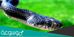 تفسير حلم الثعبان الأسود يطاردني لابن سيرين وابن شاهين
