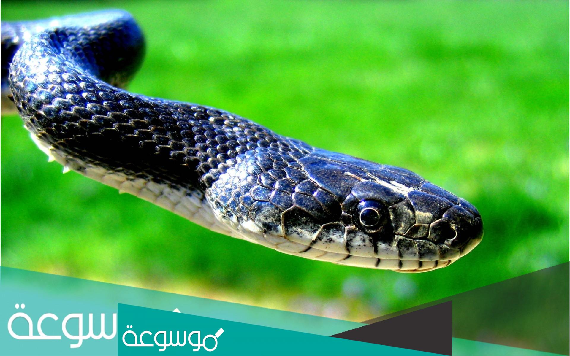 تفسير حلم الثعبان الأسود يطاردني