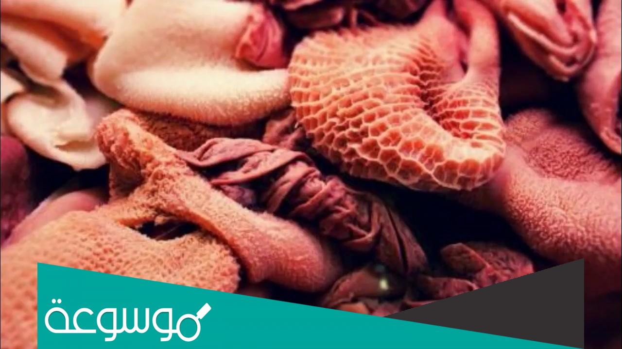 تفسير حلم رؤية مصران الخروف في المنام