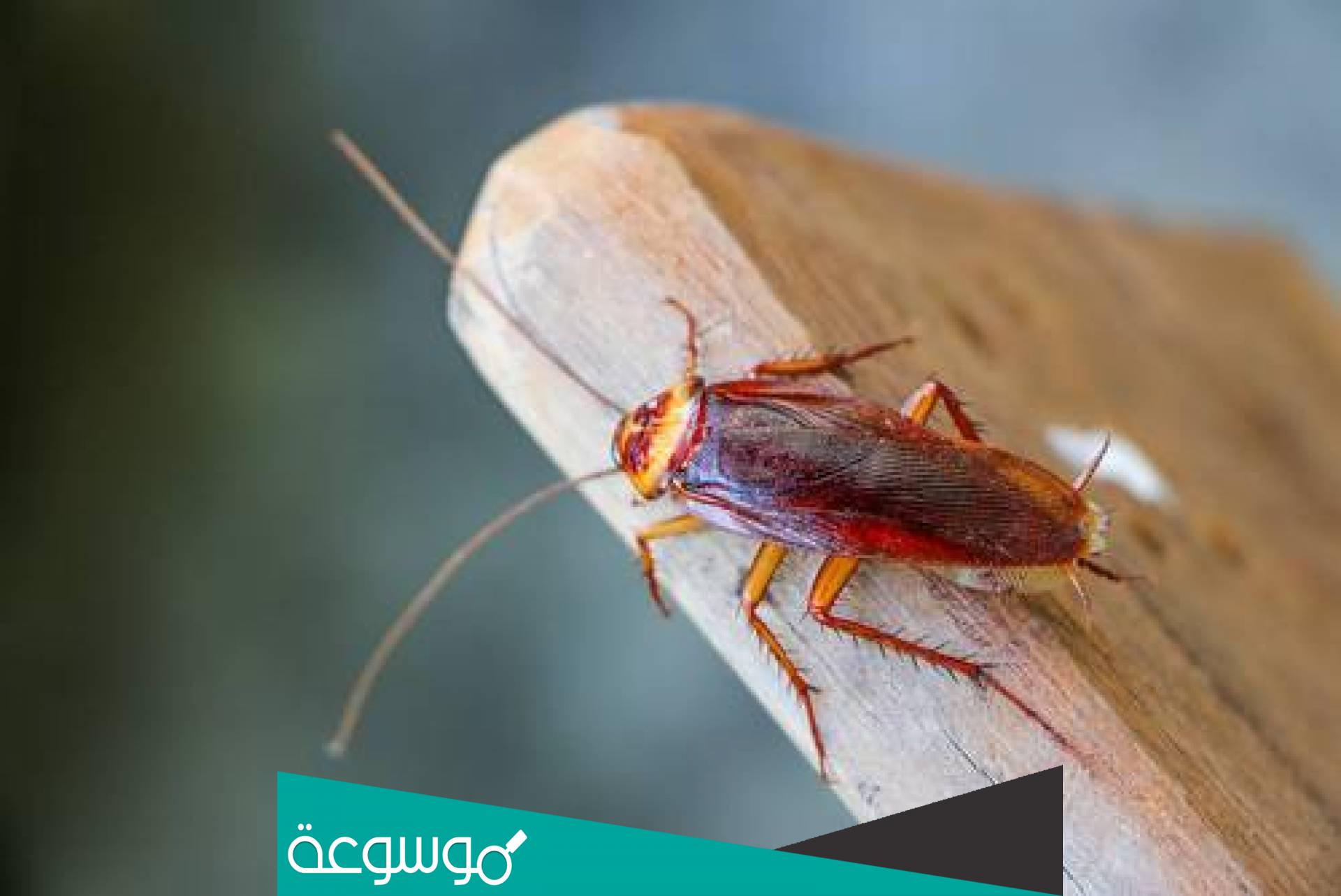 تفسير رؤية الصراصير في المنام لابن سيرين وابن شاهين