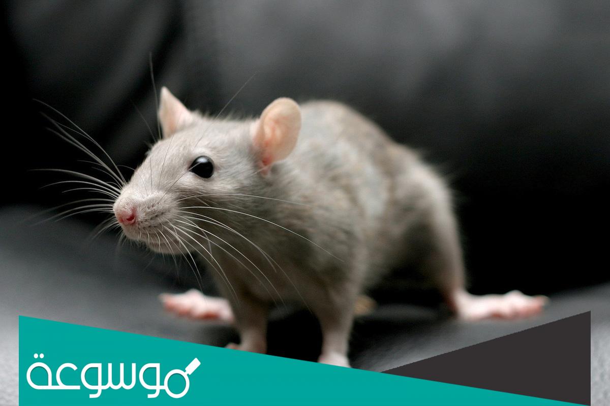 تفسير رؤية الفأر الرمادي في المنام وقتله لابن سيرين