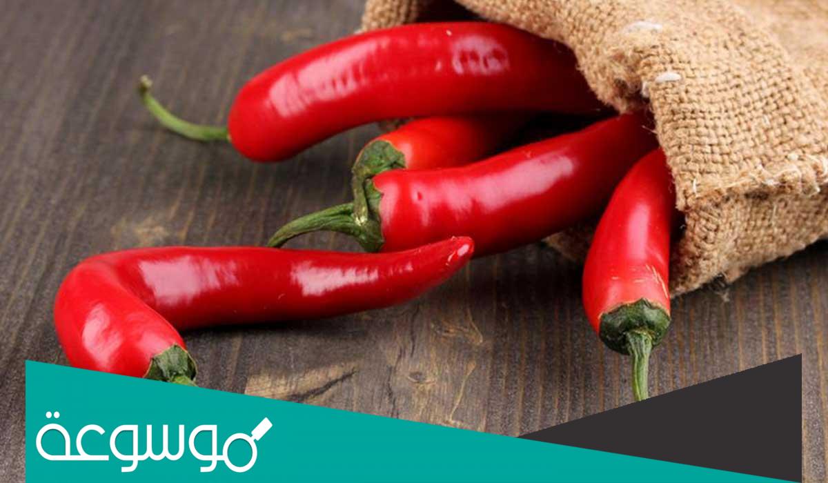 فوائد عشبة الفلفل الحار وأضراره وأهم المعلومات عنه