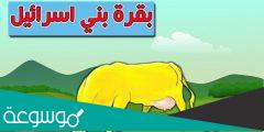قصة بقرة بني إسرائيل كاملة من الصحيحين