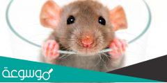 كم تستغرق فترة حمل الفئران
