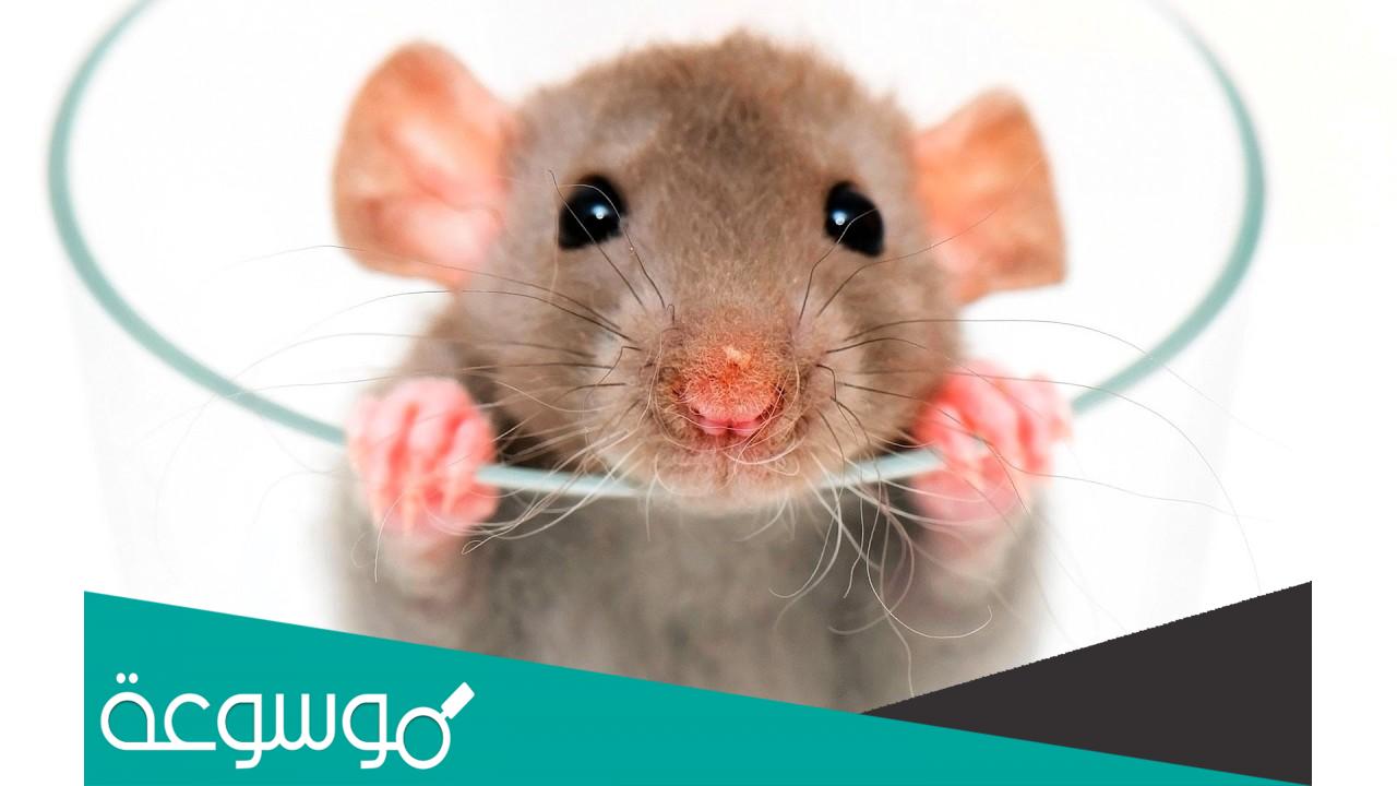 كم تستغرق فترة حمل الفئران