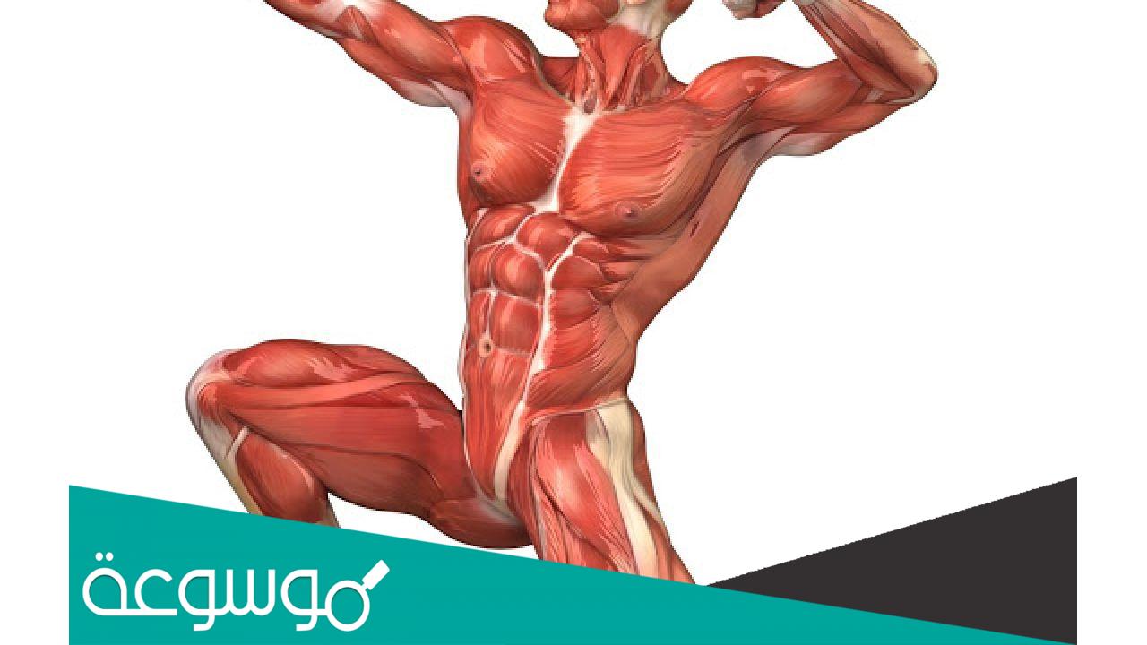كم عدد عضلات جسم الانسان؟ وما هي أنواعها ووظائفها؟