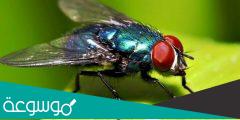 كم مرة تهز الذبابة جناحيها في الثانية