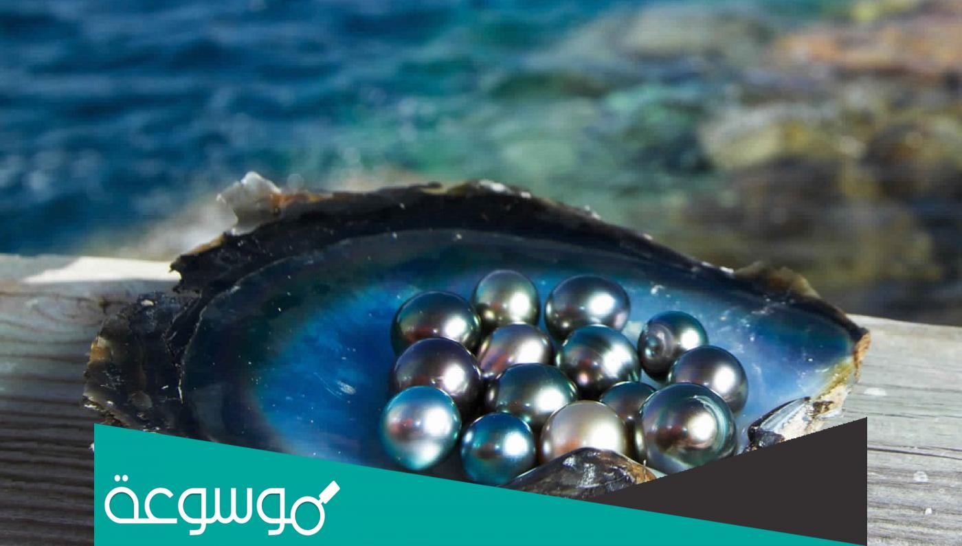 كم مرة وردت كلمة لؤلؤ في القران