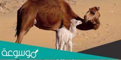 كم هي فترة حمل الناقة