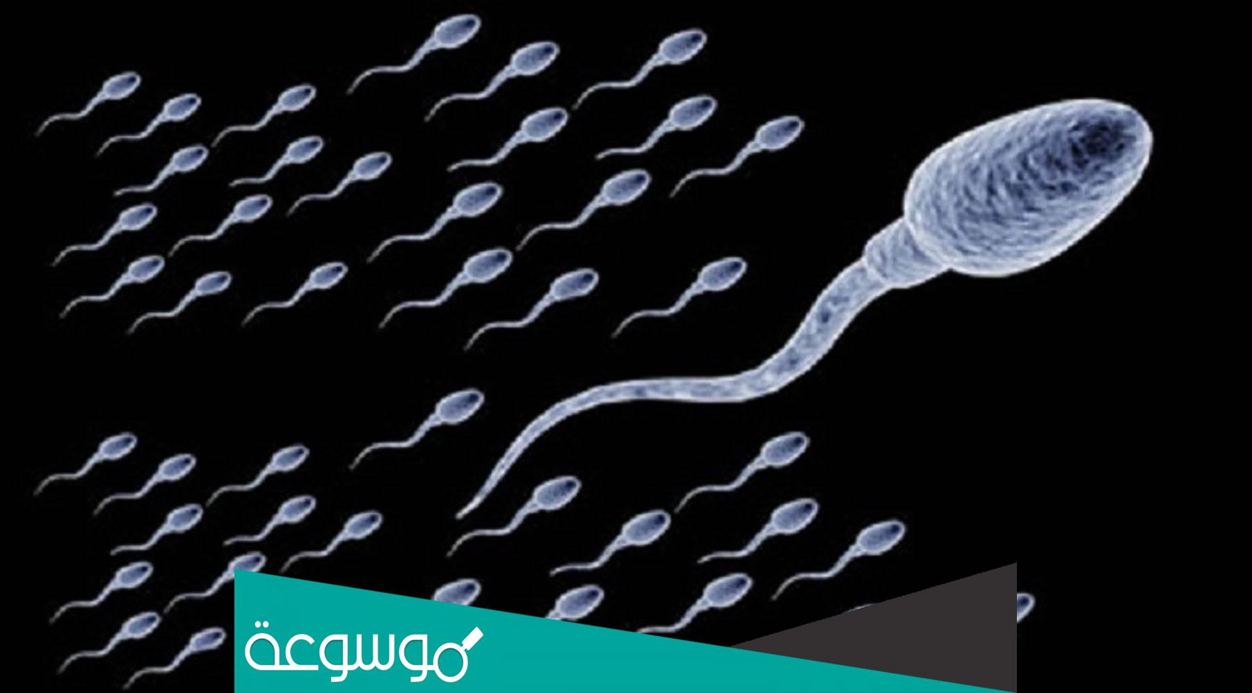 كم يبقى الحيوان المنوى حي داخل الرحم