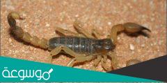 كم يستطيع العقرب ان يعيش بدون أكل