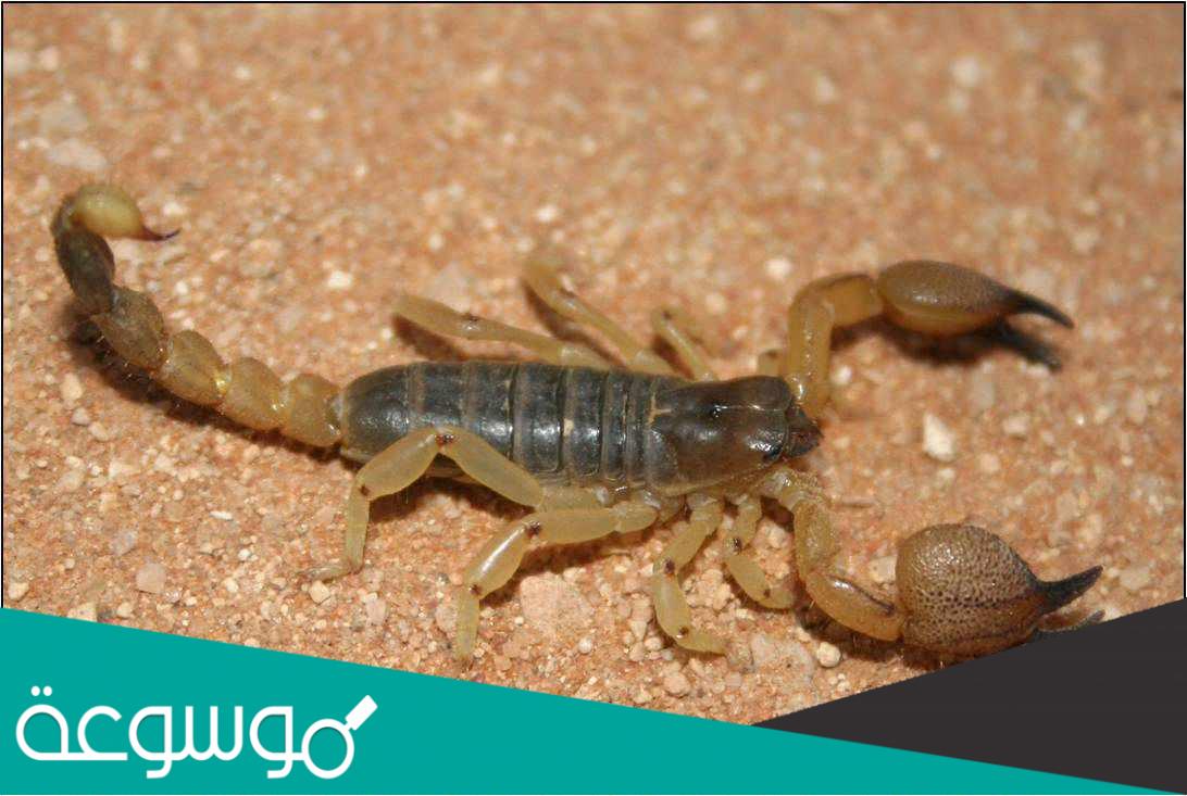 كم يستطيع العقرب ان يعيش بدون أكل