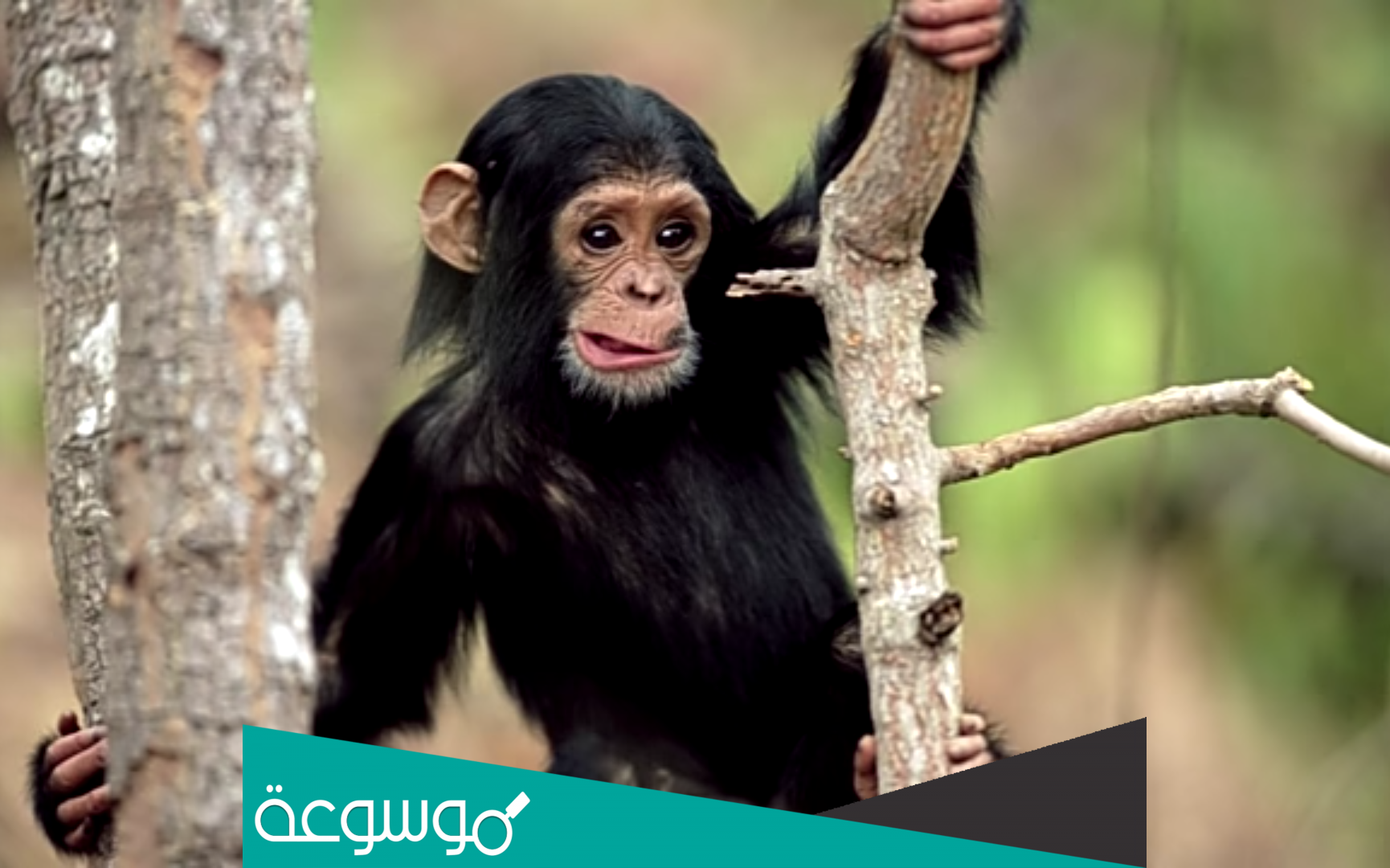 كيف تتلائم القردة مع العيش في الغابات