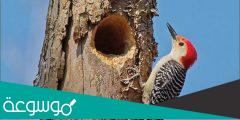 لماذا ينقر نقار الخشب الأشجار