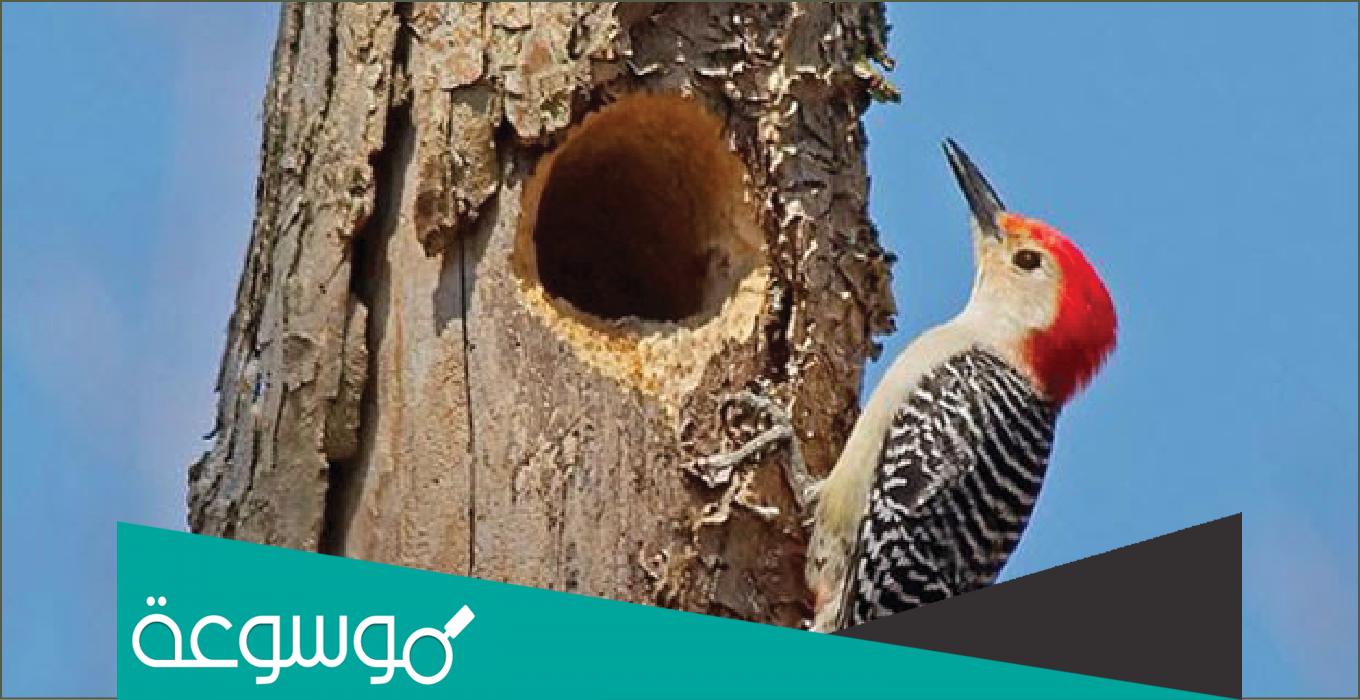 لماذا ينقر نقار الخشب الأشجار