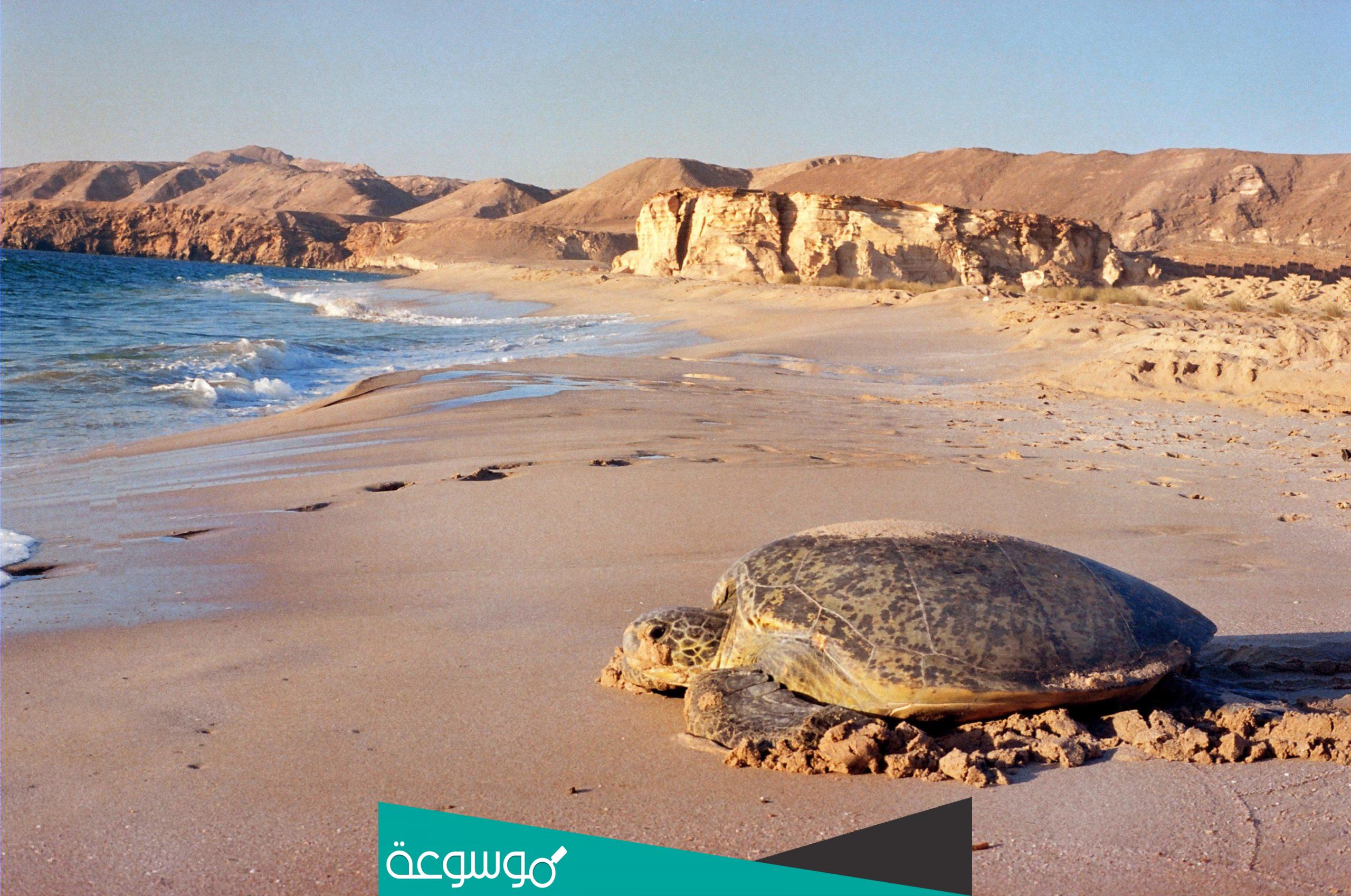 ما اسم المحميه راس الجنز