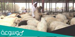ما هو اسم الغنم السوري