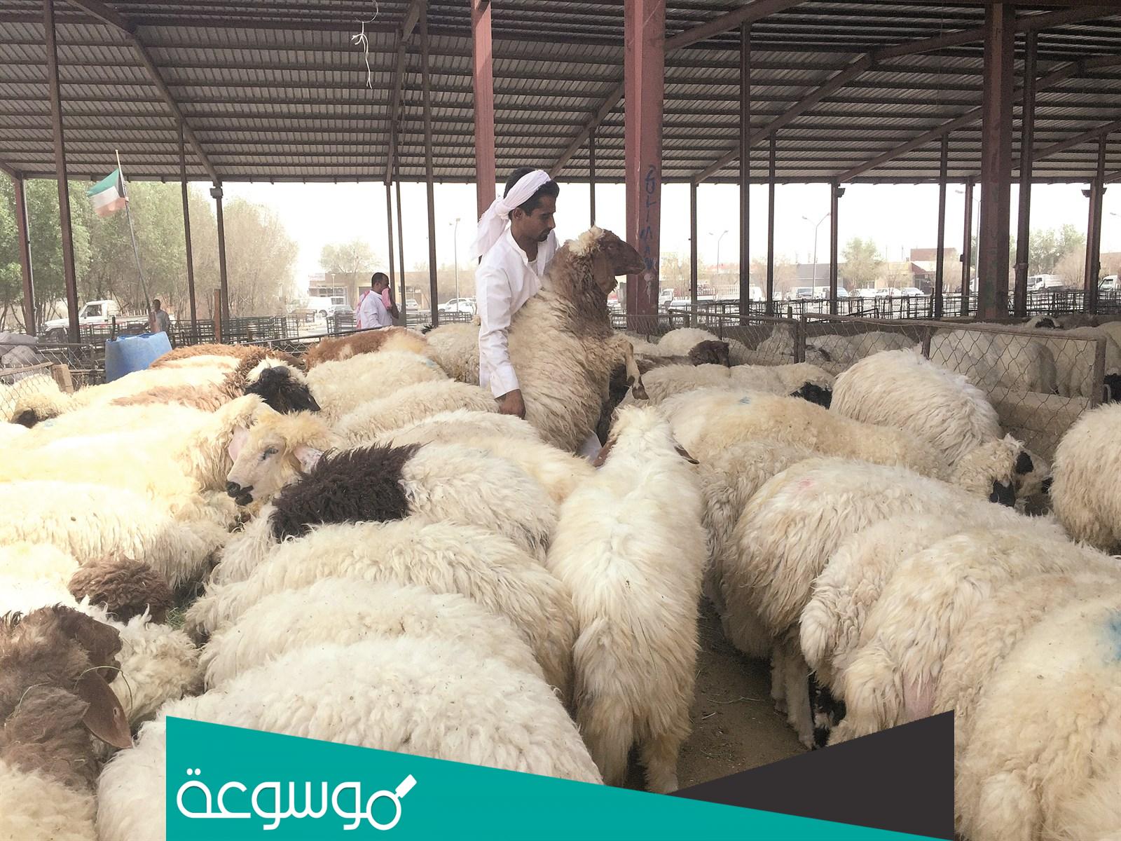 ما هو اسم الغنم السوري