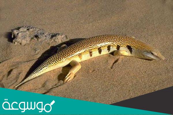 ما هو الشرشمان