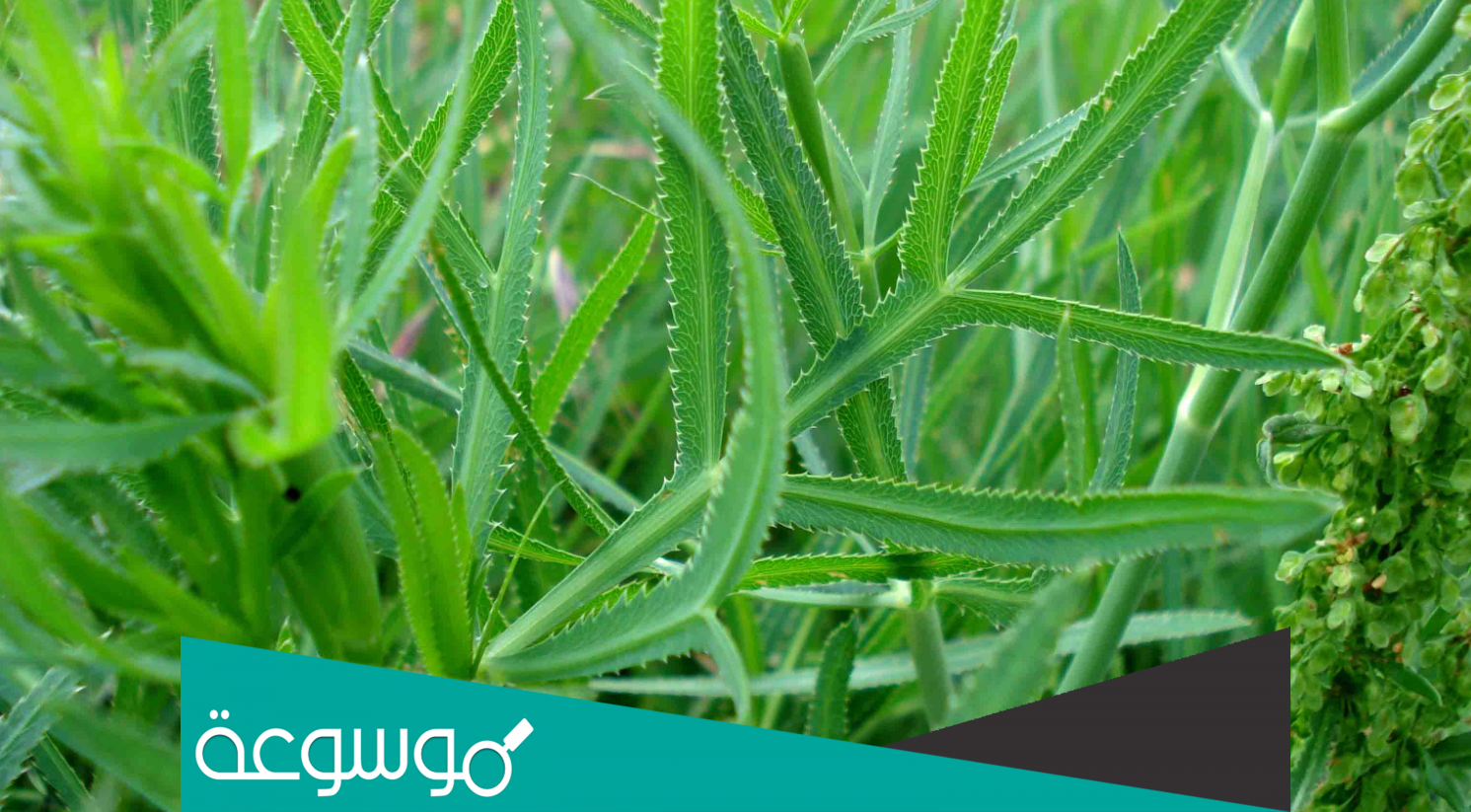 ما هو الهيردان