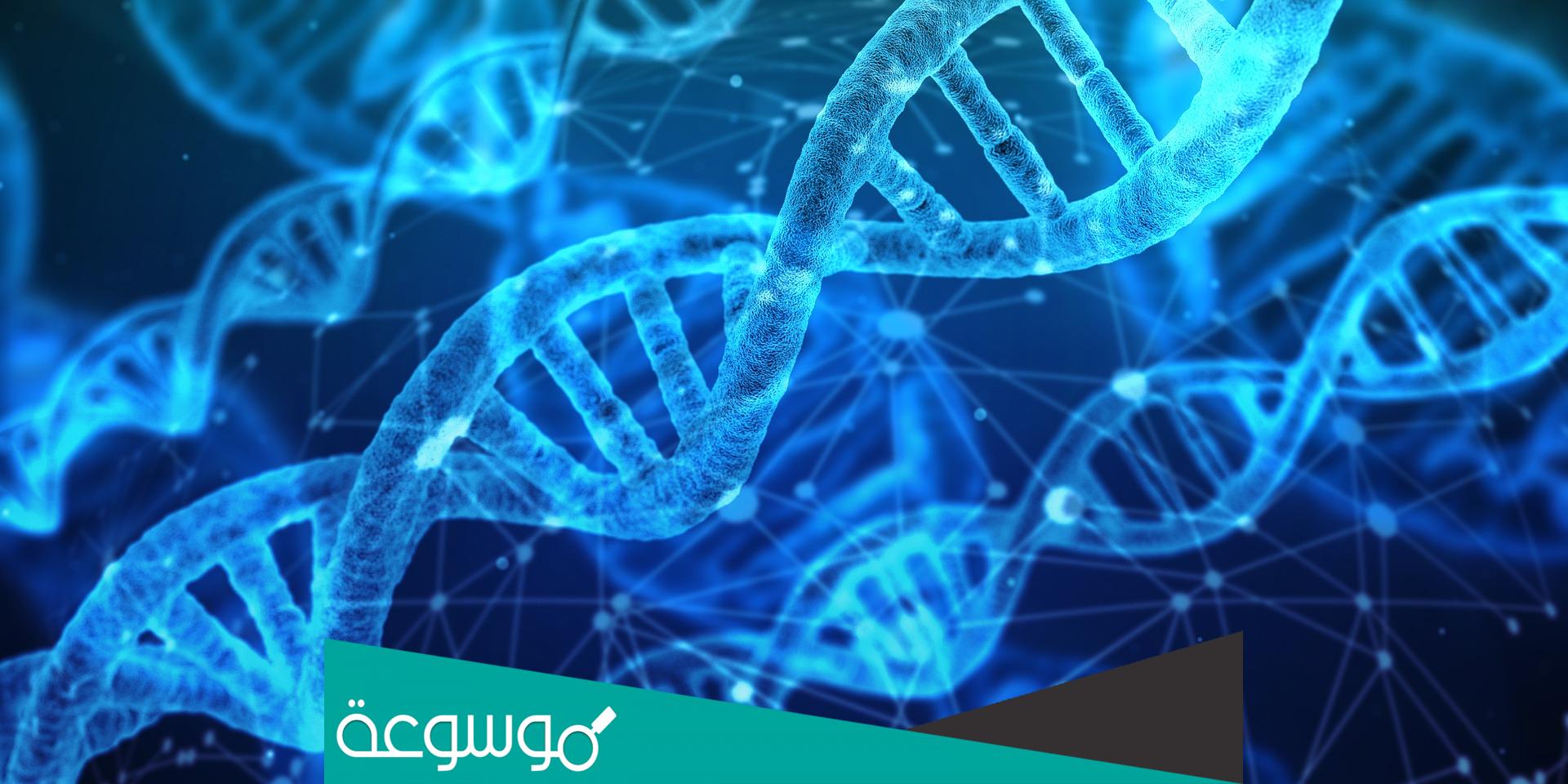 ما هو تفاعل البوليميراز المتسلسل