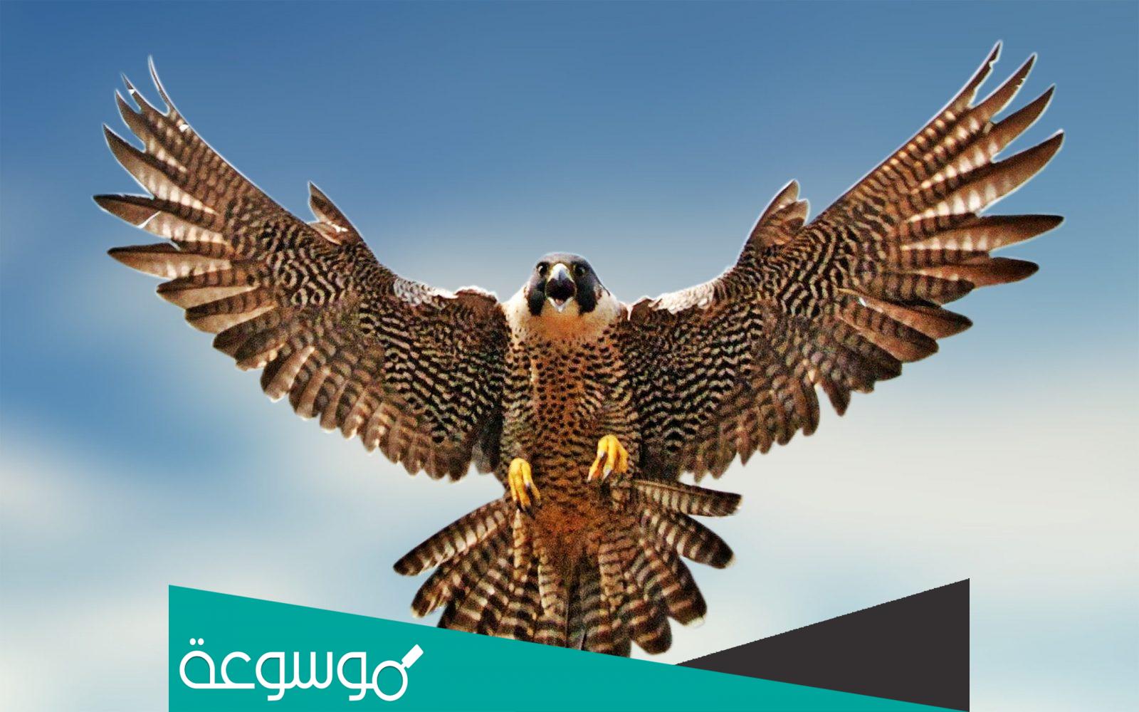 ما هو صوت الصقر