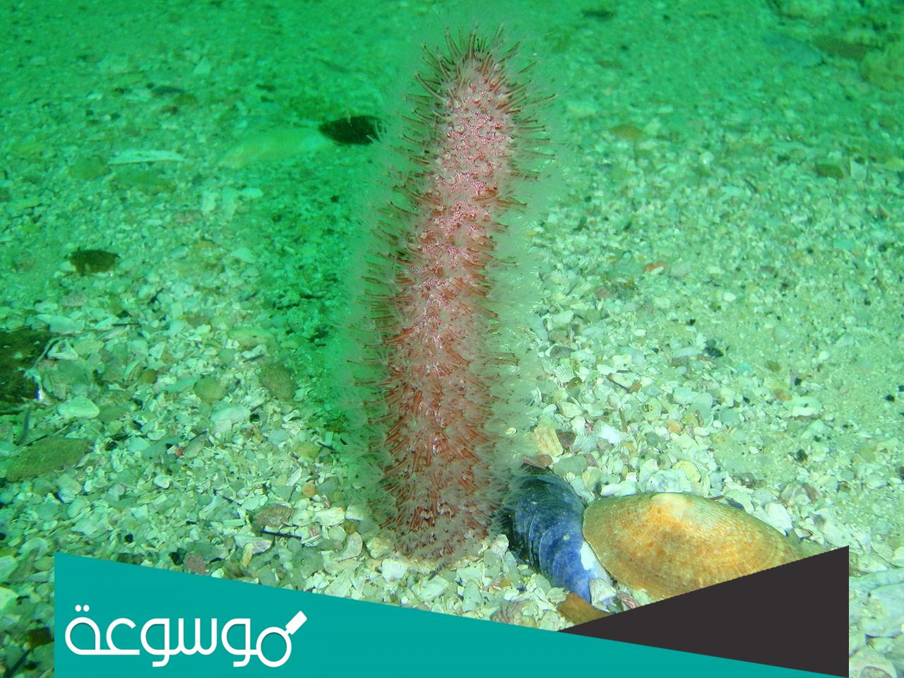 ما هو قلم البحر