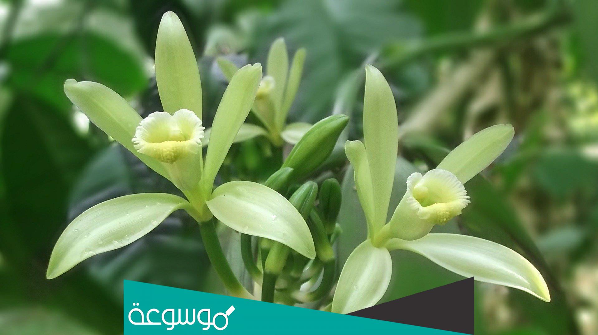 ما هو مصدر نكهة الفانيلا