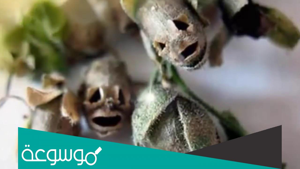 ما هي الشجرة الملعونة