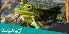ماذا يسمى صغير الضفدع