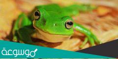 ماذا يسمى صوت الضفدع