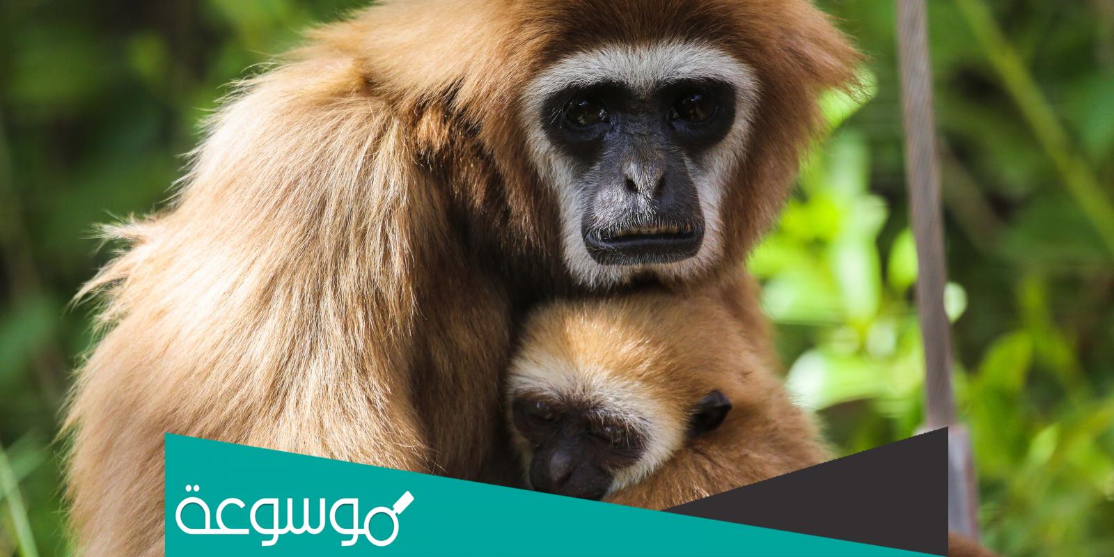 ماذا يغطي جسم القرد