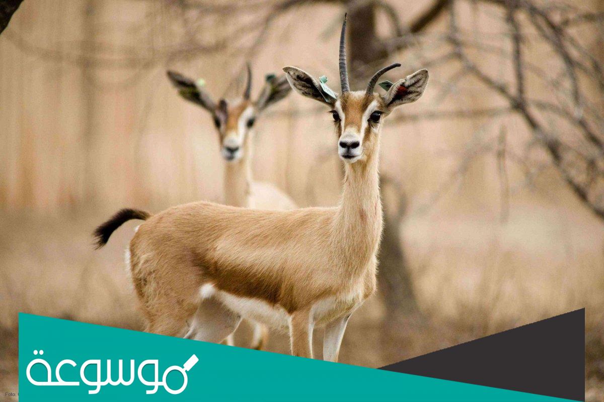 ماهو الحيوان الذي يتحول دمه الى طاهر في المنام