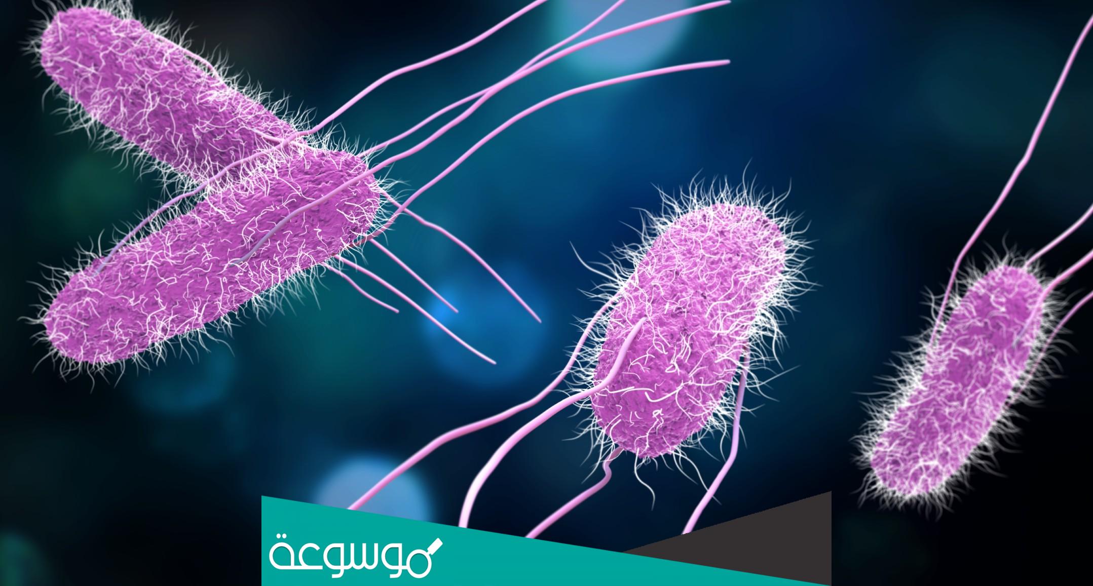 ماهي بكتيريا السالمونيلا