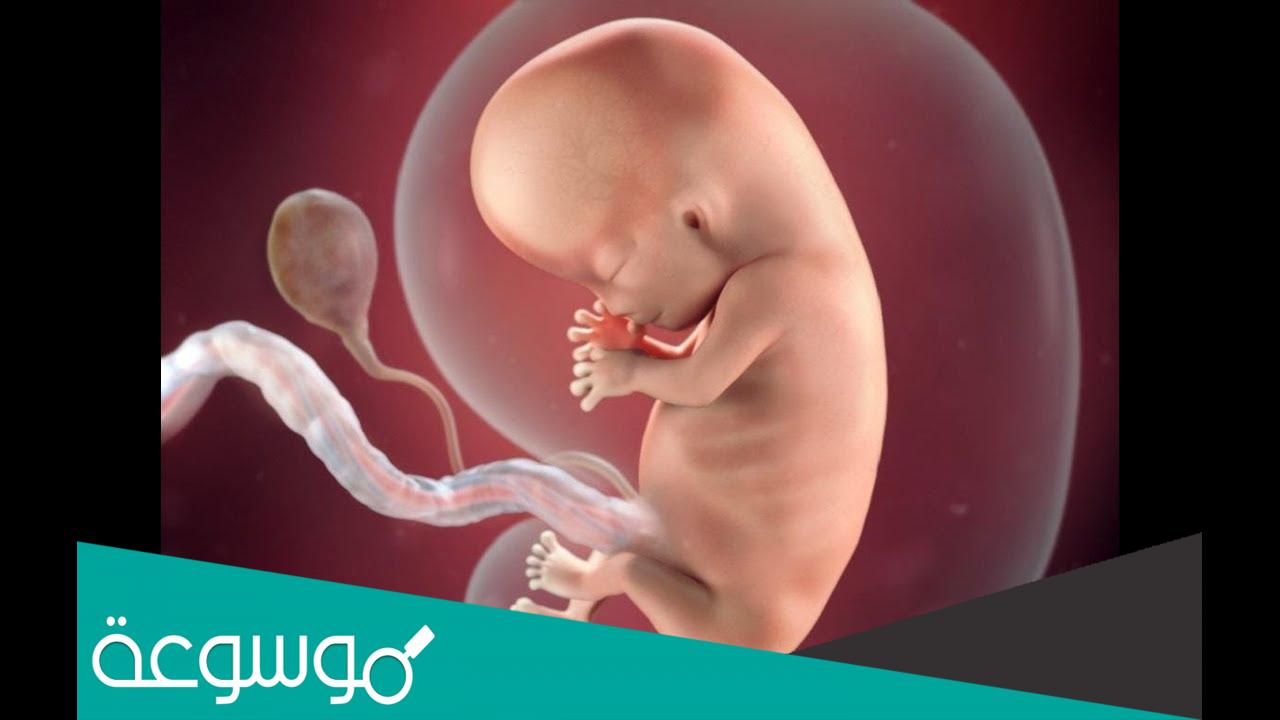 من هو النبي الذي لم يمتلك الحبل السري