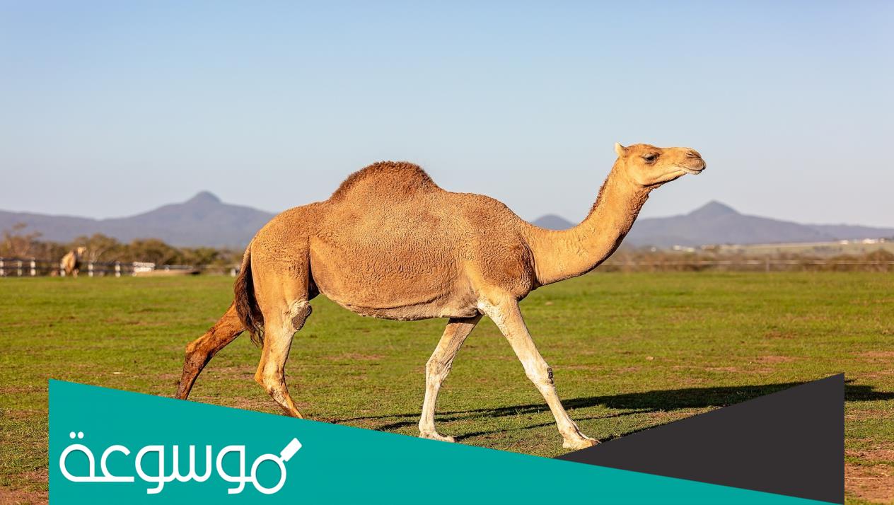 هل الإبل خلقت من النار