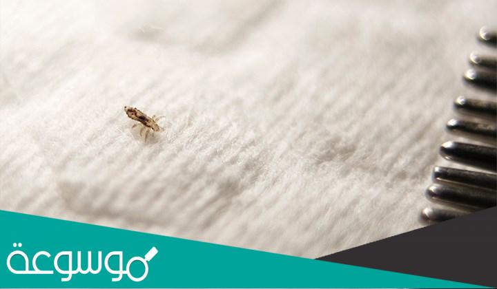 هل يعيش القمل في الفراش ؟ أعراض وأسباب انتشار