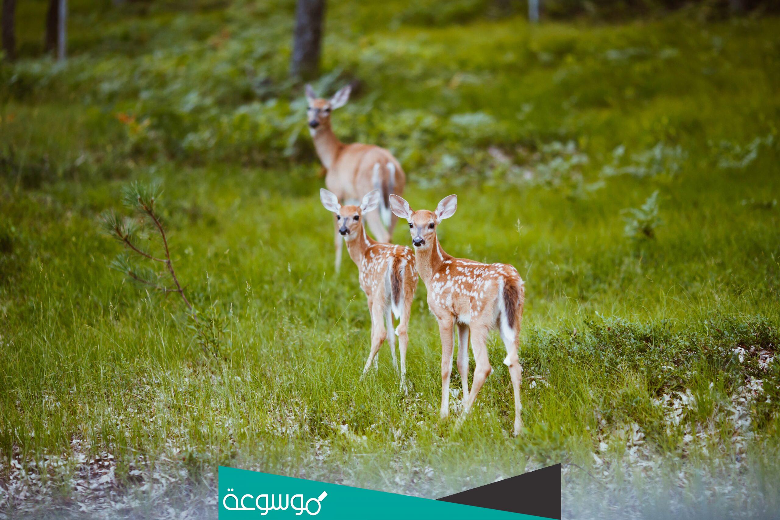 أسماء المحميات في المملكة العربية السعودية وكم عددها